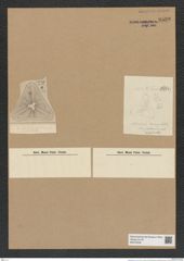 Actinoptychus sp. (de-Toni-Nr.: Genus 227) Zeichnungen Sammlung Grunow Nr. 9539 (NHMW-BOT-W0379536)